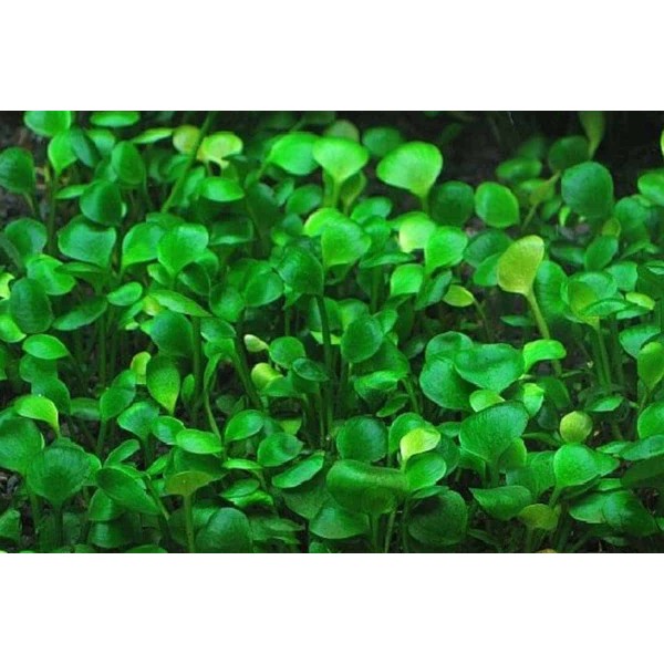 Marsilea hirsuta - Marsylia szorstka