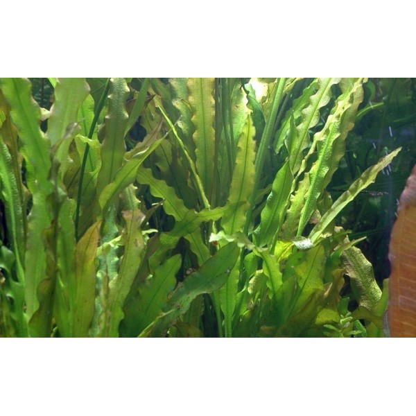 Aponogeton crispus - Aponogeton Kręcony