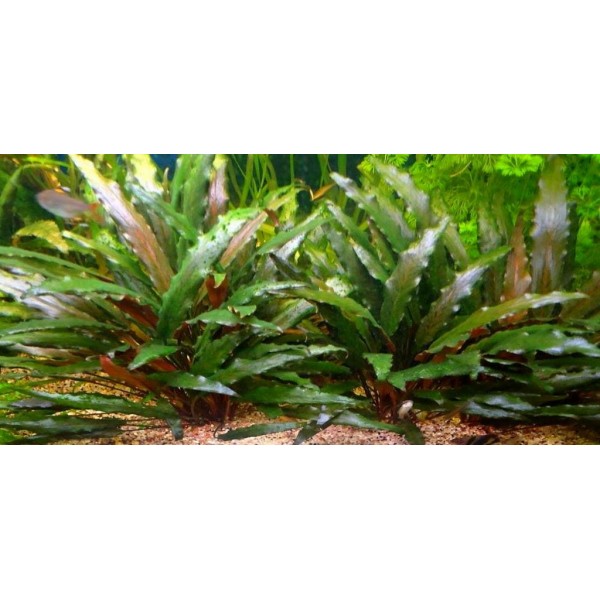 Cryptocoryne beckettii - Kryptokoryna Becketta