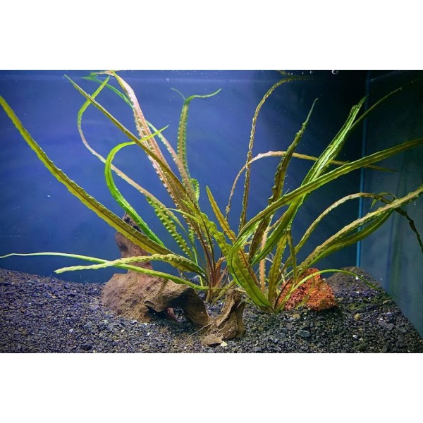 Zapomniana perła Azji - Cryptocoryne crispatula var. tonkinensis w domowym akwarium