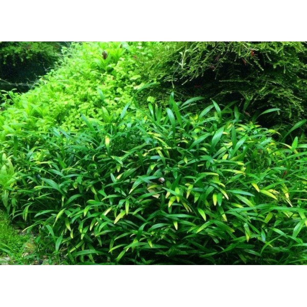 Cryptocoryne parva - Kryptokoryna Karłowata