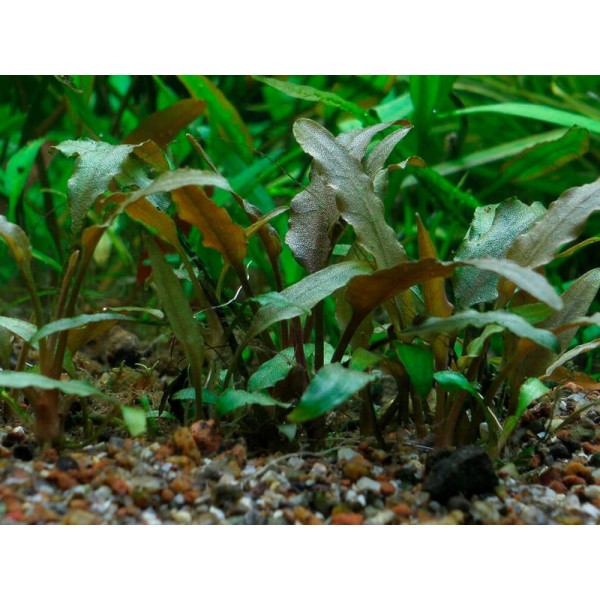 Cryptocoryne pygmaea - Kryptokoryna Karłowata