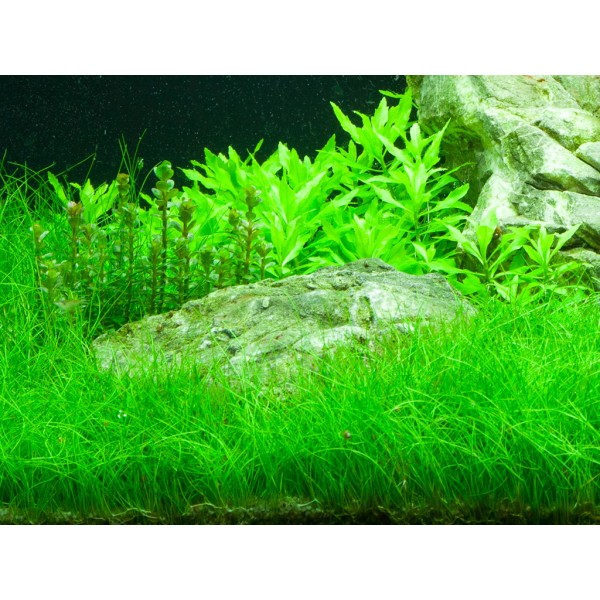 Eleocharis parvula