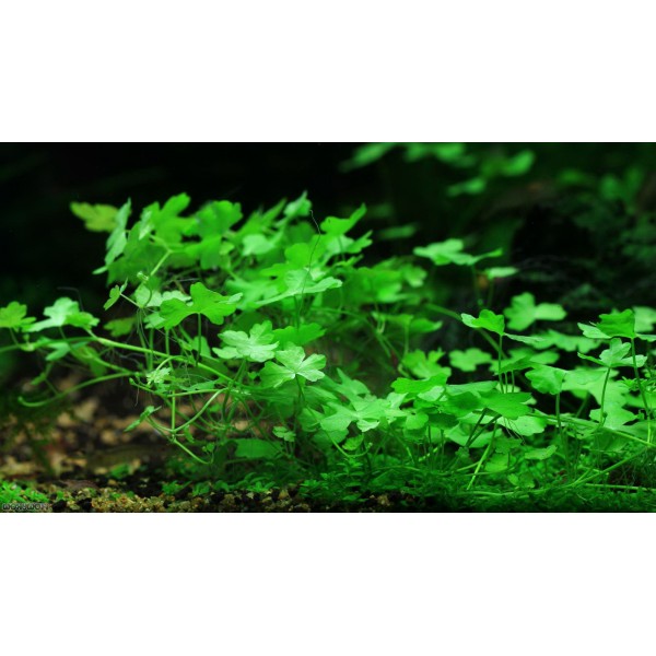Hydrocotyle tripartita - Wodny trójlist