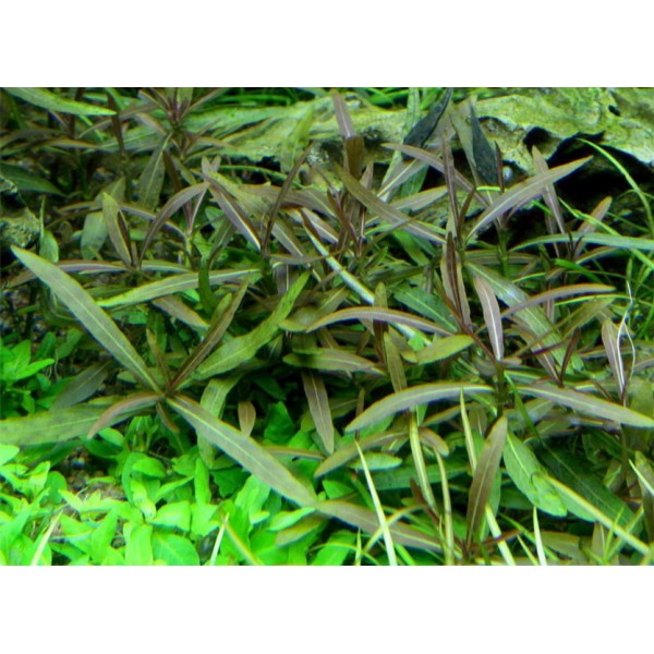 Hygrophila lancea - Hygrofila lancetowata