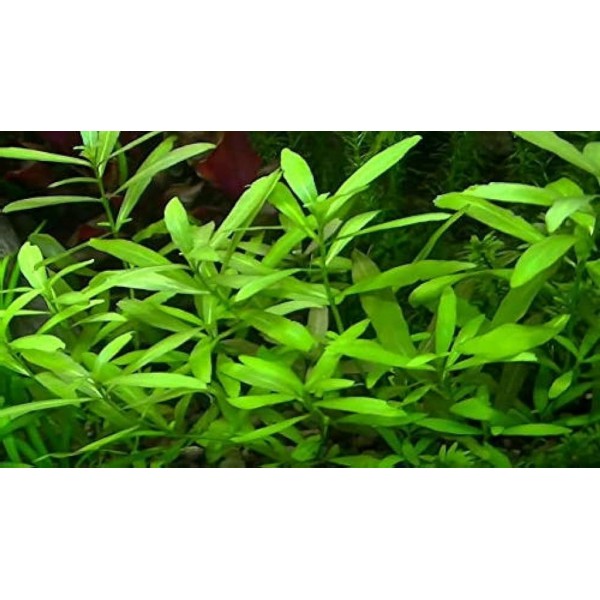 Hygrophila polysperma - Hygrofila wielonasienna