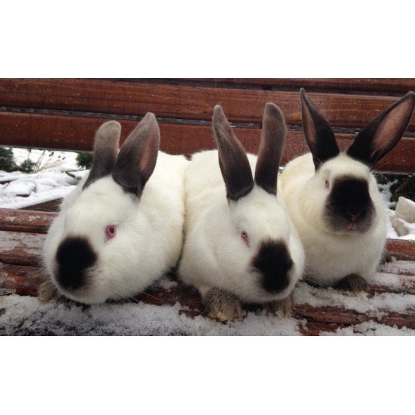 Królik Californian - połączenie bieli z ciemnymi akcentami