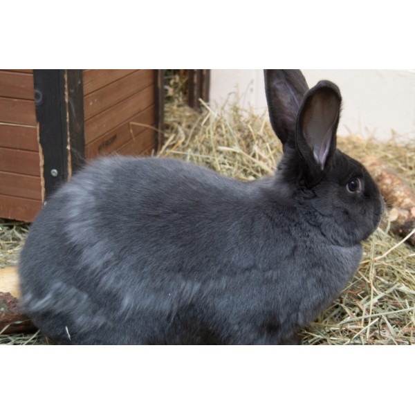 Królik Flemish Giant - kolos wśród królików