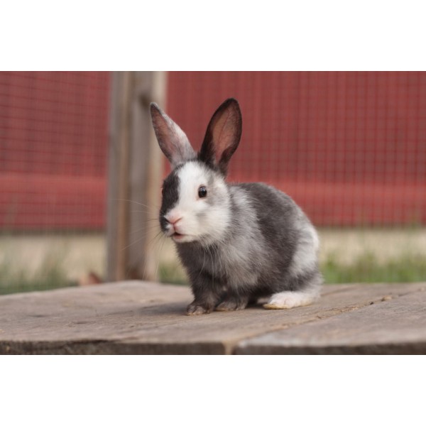 Królik Harlequin - karnawał kolorów w świecie królików