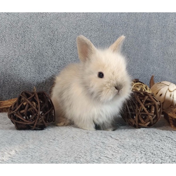 Królik Karzełek (Dwarf) - mały rozmiar, wielka osobowość