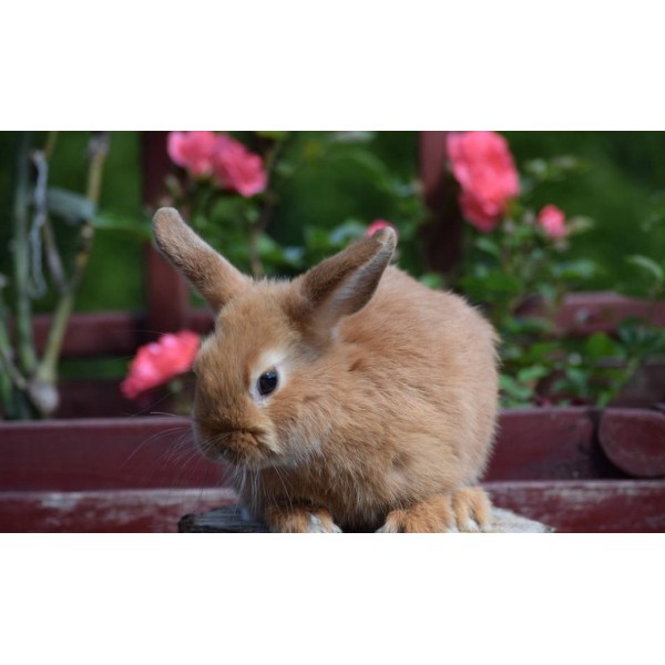 Królik Satynowy - połyskujący klejnot wśród królików