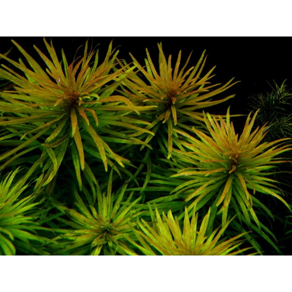 Ludwigia inclinata var. verticillata 'Cuba' - Ludwigia kubańska