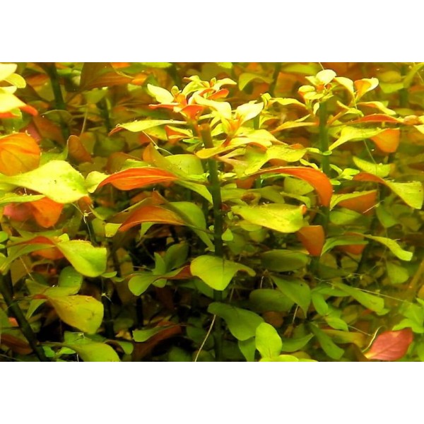 Ludwigia mullertii - Ludwigia Mullerta