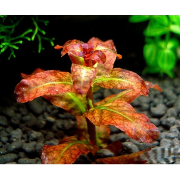 Ludwigia senegalensis - Ludwigia senegalska