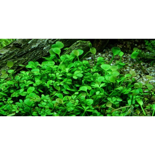 Marsilea crenata - Marsylia karbowana