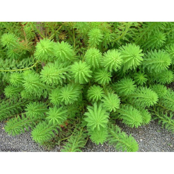 Myriophyllum aquaticum: Podwodny wachlarz zieleni w akwarium