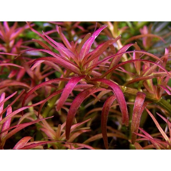 Rotala mexicana 'Goias' - Egzotyczny Akcent w Domowym Akwarium