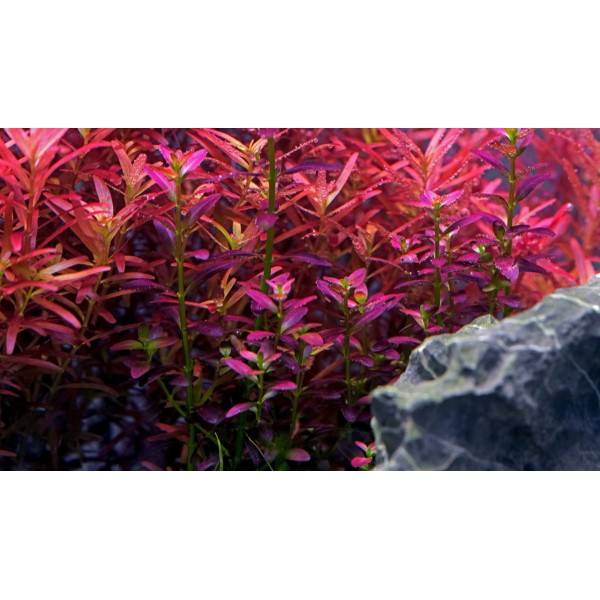Rotala ramosior - Subtelny Klejnot Akwarium