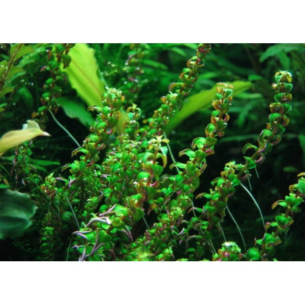 Perłowy Blask w Akwarium: Rotala sp. 'Pearl' jako Biżuteria wodnego świata