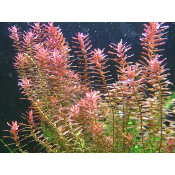 Rotala (Rotala spp.) - klejnot wśród roślin akwariowych