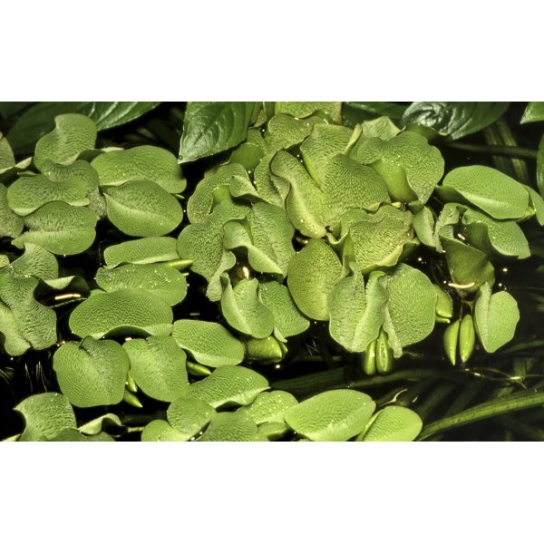 Salvinia auriculata - Pływający Ogród na Powierzchni Twojego Akwarium