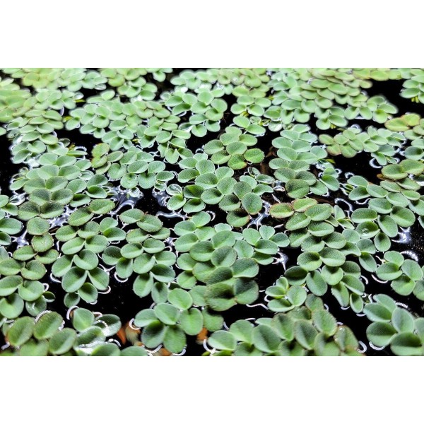 Salvinia cucullata – Naturalna Dekoracja i Filtracja dla Twojego Akwarium