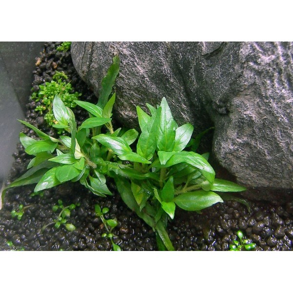 Staurogyne sp. 'Porto Velho' – Ekskluzywna Piękność w Akwaryście Krajobrazie