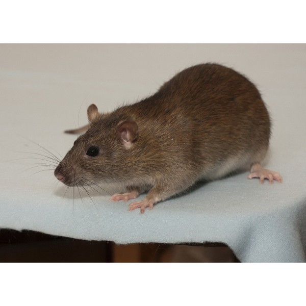 Szczur Agouti - naturalne ubarwienie w świecie gryzoni