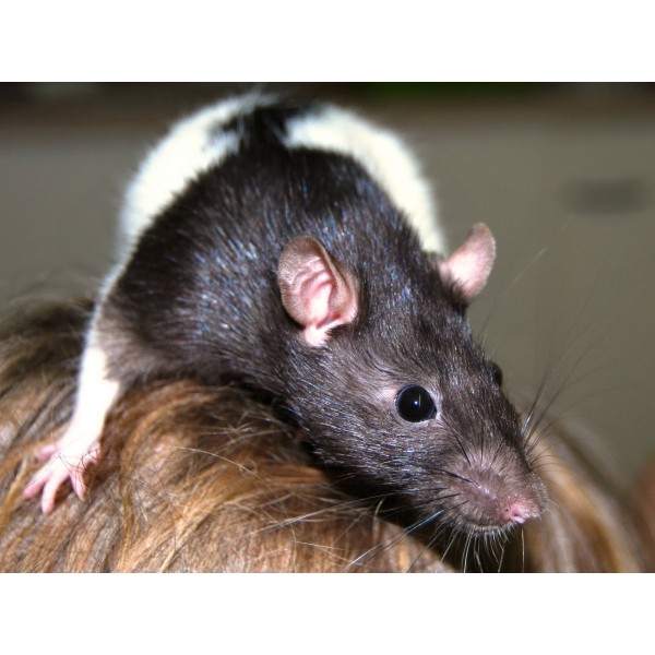 Szczur Hooded - klasyczne ubarwienie w świecie gryzoni