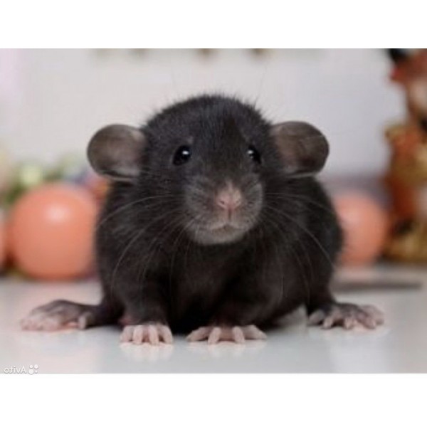 Szczur Manx - gryzoń bez ogona o wyjątkowym charakterze