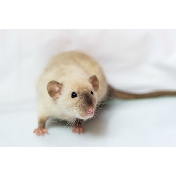 Szczur Siamese - egzotyczny gryzoń o siamskim ubarwieniu
