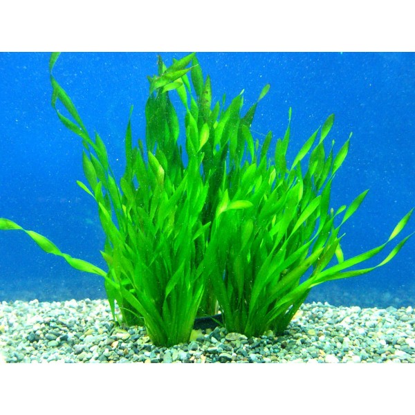 Vallisneria asiatica – Azjatycki Akcent w Akwariowej Kompozycji