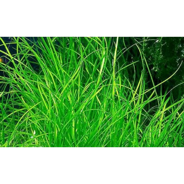 Subtelna Elegancja Vallisneria nana – Minimalizm w Akwarium